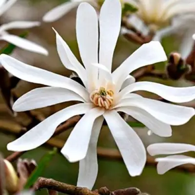 Магнолия СТЕЛЛАТА в Пинске