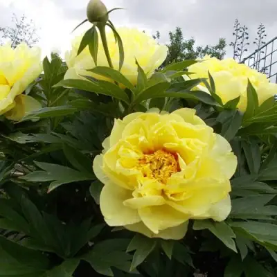 Пион БАРЦЕЛЛА (БАРТЗЕЛЛА) ито-гибрид в Пинске