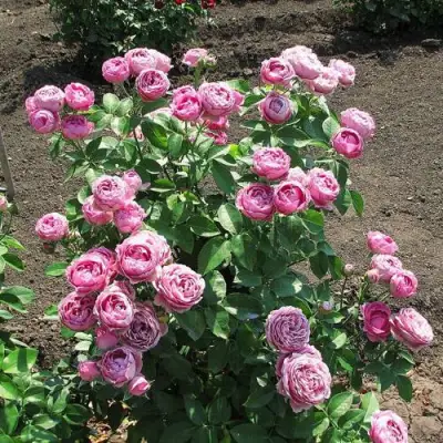 Роза МИСТИ БАБЛС спрей в Пинске