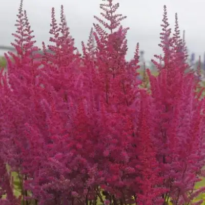 Астильба МАЙТИ ЧОКОЛАТ ЧЕРРИ китайская в Пинске