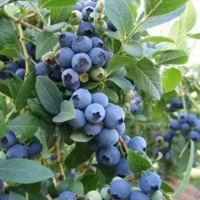 Голубика ЭЛЛИОТ в Пинске