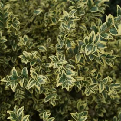 Самшит АУРЕАВАРИЕГАТА в Пинске