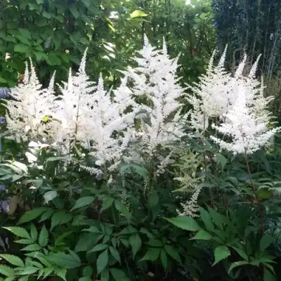 Астильба БРАУТШЛЕЙЕР Арендса в Пинске