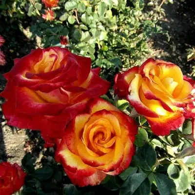 Роза ХАЙ МЭДЖИК чайно-гибридная в Пинске