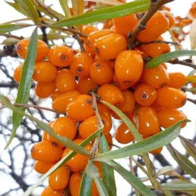 Облепиха КОСТЕР в Пинске