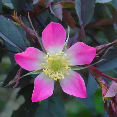 Роза сизая в Пинске