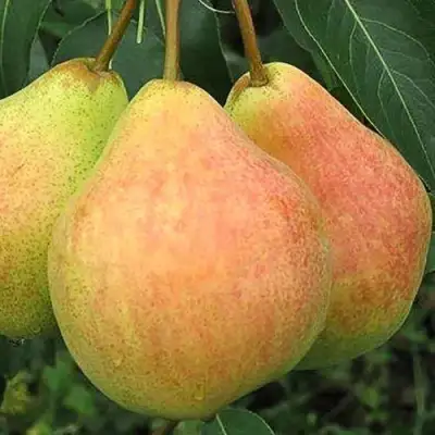 Груша ЛЮБИМИЦА ЯКОВЛЕВА в Пинске