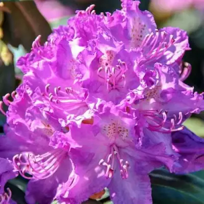 Рододендрон АЛЬФРЕД в Пинске