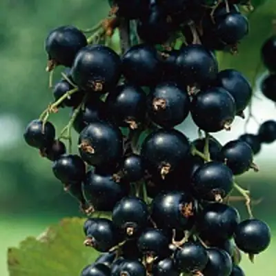 Смородина чёрная ВЕЛОЙ (ЛЕНИНГРАДСКАЯ СЛАДКАЯ) в Пинске