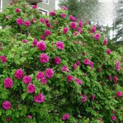 Шиповник ХАНСА в Пинске