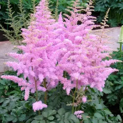 Астильба ГИАЦИНТ Арендса в Пинске