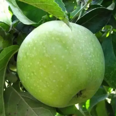 Яблоня РЕНЕТ СИМИРЕНКО в Пинске