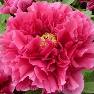 Пион КОРОЛЕВСКИЙ ЦВЕТОК древовидный в Пинске