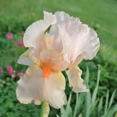 Ирис ПАТИ ДРЕСС бородатый в Пинске