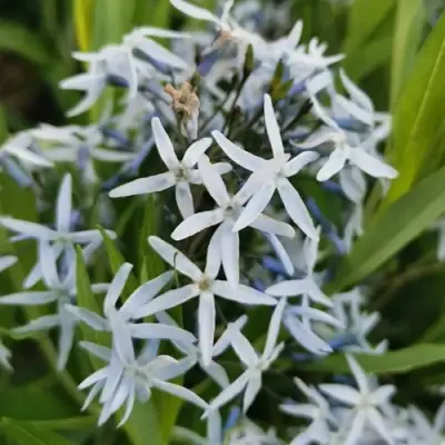 Амсония иволистная в Пинске