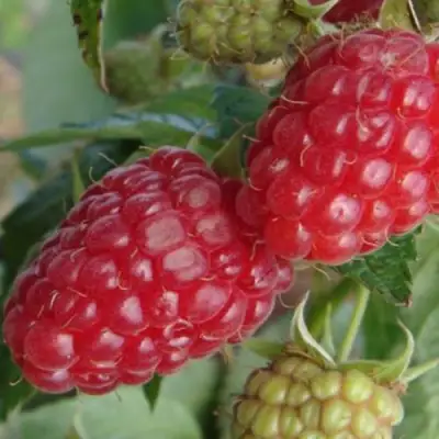 Малина РАДЗИЕВА в Пинске