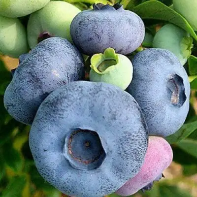 Голубика ПАТРИОТ в Пинске