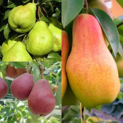 Комплект ГРУШЕВОЕ АССОРТИ в Пинске