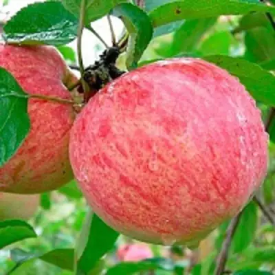 Яблоня КОРИЧНОЕ ПОЛОСАТОЕ в Пинске