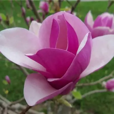 Магнолия СУЛАНЖА в Пинске