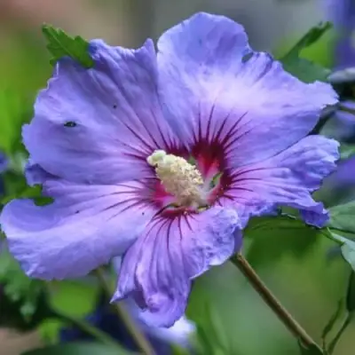 Гибискус МАРИНА сирийский в Пинске