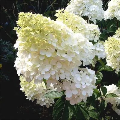 Гортензия ДИАМАНТИНО метельчатая в Пинске