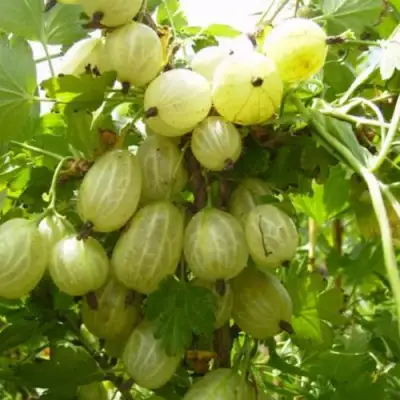 Крыжовник ИНВИКТА в Пинске