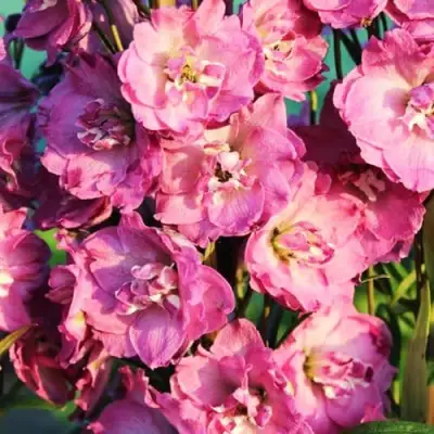 Дельфиниум ДЕЛЬФИС ПИНК ПАУЭ высокий в Пинске