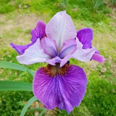 Ирис ЛАЙТ ОВ ХАРТ сибирский в Пинске