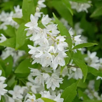 Дейция шершавая в Пинске