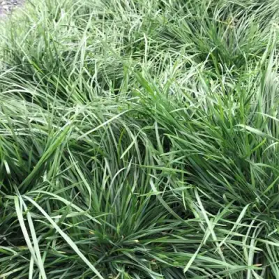 Щучка ГОЛДТАУ дернистая в Пинске