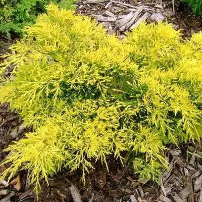 Можжевельник КИНГ ОФ СПРИНГ средний в Пинске