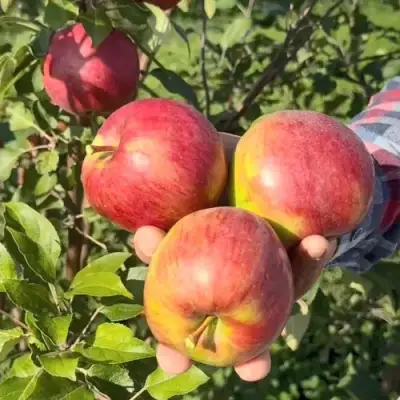 Яблоня ПОСПЕХ в Пинске