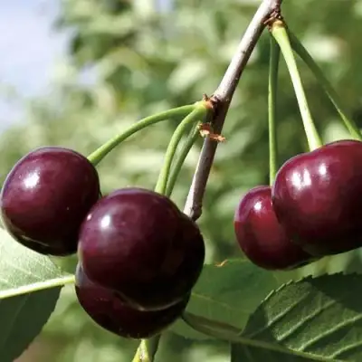 Дюк КСЕНИЯ (ЧЕРЕВИШНЯ) в Пинске