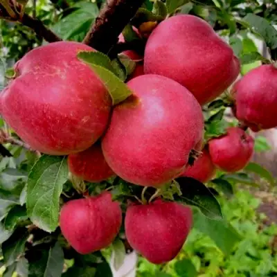 Яблоня РОЖДЕСТВЕНСКОЕ в Пинске