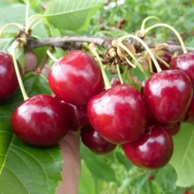 Вишня КОЛОННОВИДНАЯ  в Пинске