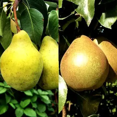 Комплект ДУЭТ в Пинске