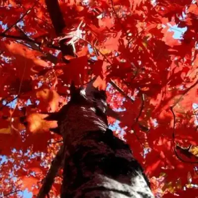 Дуб красный в Пинске