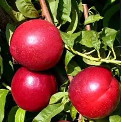 Нектарин ХАРКО в Пинске