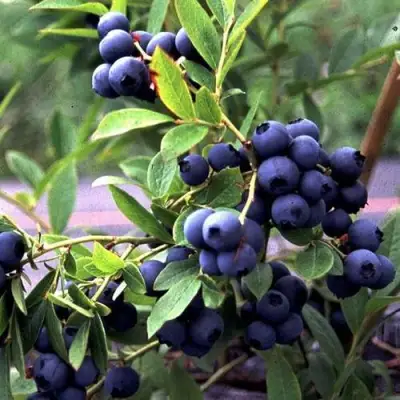 Голубика ДЖЕРСИ в Пинске