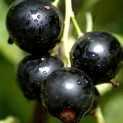 Смородина чёрная ВИНОГРАДНАЯ в Пинске