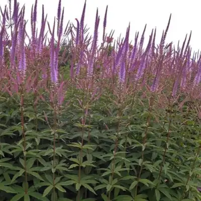 Вероникаструм ФАСЦИНЕЙШН в Пинске