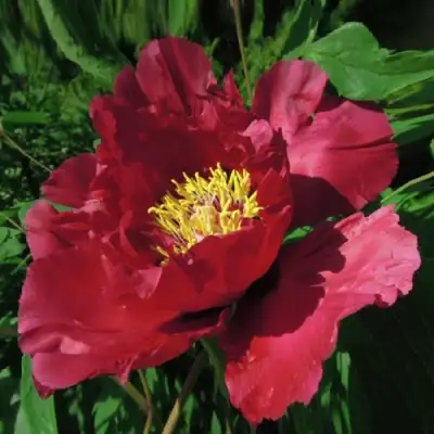 Пион КРАСНЫЙ ЛОТОС древовидный в Пинске