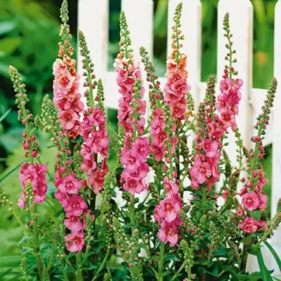 Коровяк ПИНК ДОМИНО гибридный (вербаскум) в Пинске