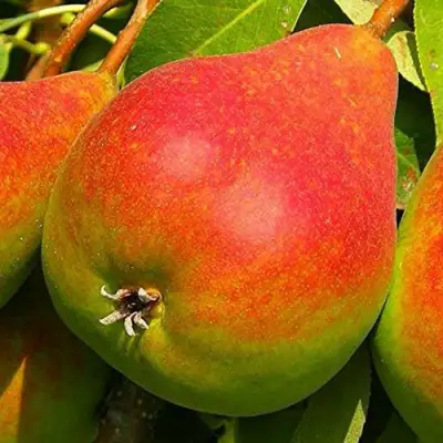 Груша ГЕРА в Пинске