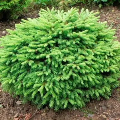 Ель НИДИФОРМИС обыкновенная в Пинске