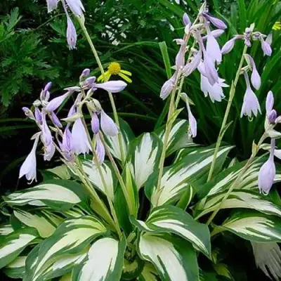 Хоста КРИСМАС КЭНДИ гибридная в Пинске