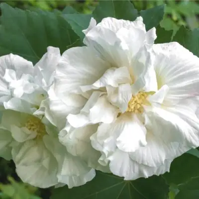 Гибискус АДМИРАЛ ДЕВЕЙ сирийский в Пинске