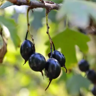 Смородина золотистая ДУСТЛИК в Пинске