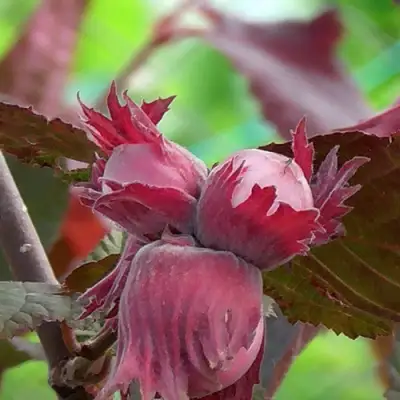 Фундук КАРДИНАЛ в Пинске